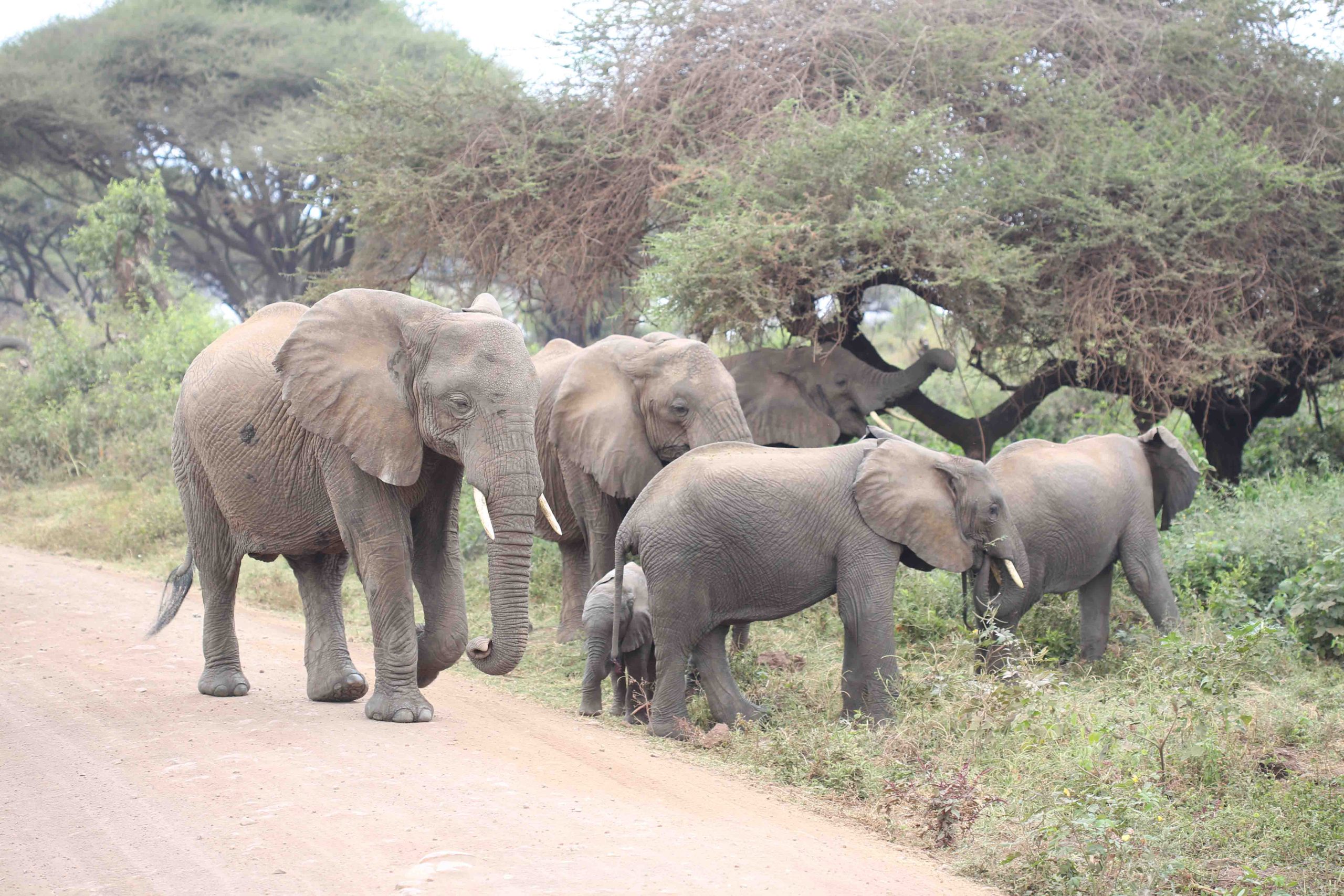 High densities of lions, cheetahs, leopards, and hyenas make the Serengeti one of Africa’s premier predator destinations